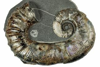 Heteromorph Ammonite (Audouliceras) Fossil - Volga River, Russia #352214