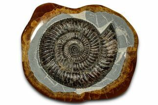 Ammonite (Speetoniceras) Fossil in Decorative Simbircite Display #352215