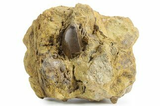 Fossil Tyrannosaurus rex Tooth Tip in Sandstone - Montana #351827