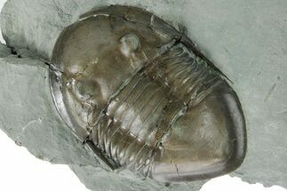 Prone Isotelus Trilobite - Mt Orab, Ohio #351821