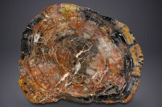 Petrified Wood For Sale