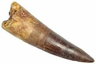 Real Fossil Spinosaurus Tooth - Huge Dinosaur Tooth #351642