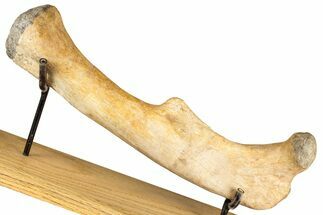 Dinosaur (Thescelosaurus) Femur Bone - South Dakota #352274