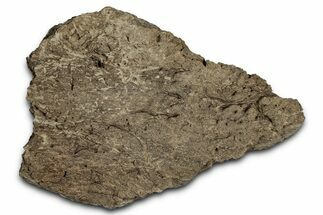 Dinosaur (Triceratops) Frill Shield Section - Montana #352278