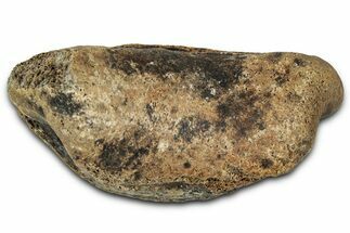 Fossil Triceratops Phalanx (Toe) Bone - Montana #352289