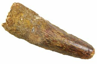 Fossil Spinosaurus Tooth - Real Dinosaur Tooth #352380