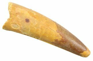 Fossil Spinosaurus Tooth - Real Dinosaur Tooth #352384