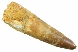 Fossil Spinosaurus Tooth - Real Dinosaur Tooth #352387