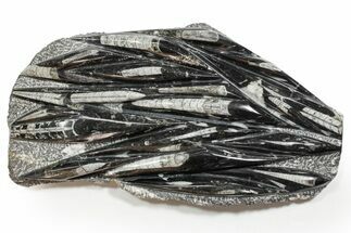 Polished Fossil Orthoceras (Cephalopod) Plate - Morocco #352292