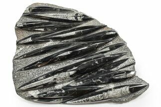 Polished Fossil Orthoceras (Cephalopod) Plate - Morocco #352298