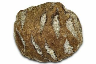 Fossil Pine Cone (Metasequoia) - Montana #352461