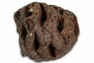 Fossil Pine Cone (Metasequoia) - Montana #352462