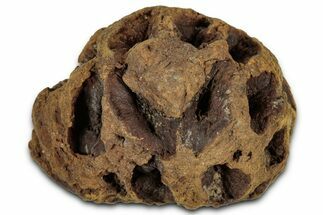 Fossil Pine Cone (Metasequoia) - Montana #352475