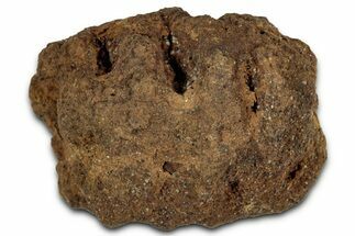 Fossil Pine Cone (Metasequoia) - Montana #352483