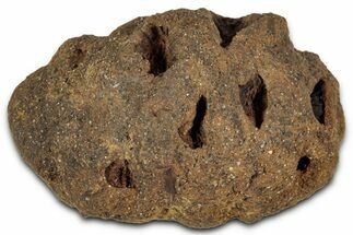 Fossil Pine Cone (Metasequoia) - Montana #352484