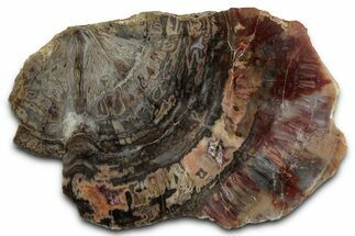Polished Petrified Wood (Araucarioxylon) - Arizona #352492