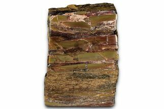 Polished Petrified Wood (Araucarioxylon) - Arizona #352508