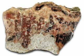 Polished Petrified Wood (Araucarioxylon) - Arizona #352516