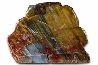 Polished Petrified Wood (Araucarioxylon) - Arizona #352519