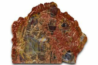 Polished Petrified Wood (Araucarioxylon) - Arizona #352520