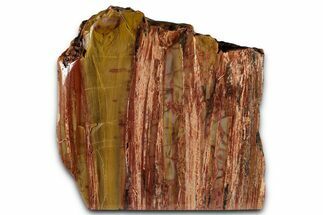 Polished Petrified Wood (Araucarioxylon) - Arizona #352540