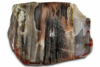Polished Petrified Wood (Araucarioxylon) - Arizona #352615