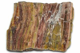 Polished Petrified Wood (Araucarioxylon) - Arizona #352620