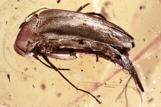 Fossil Tumbling Flower Beetle (Mordellidae) in Baltic Amber #352690