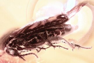 Detailed Fossil False Flower Beetle (Scraptiidae) in Baltic Amber #352692