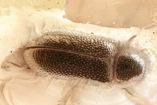 Detailed Fossil Flower Beetle (Rhadalidae) in Baltic Amber #352700