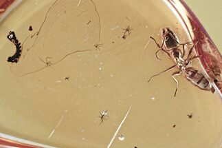Detailed Fossil Ant (Formicidae) and Liverwort in Baltic Amber #352711