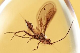 Detailed Fossil Wasp (Ismaridae) In Baltic Amber - Rare! #352715