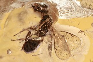 Detailed Fossil Wasp (Chalcidoidea) In Baltic Amber #352717