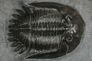 Mrakibina Trilobite - Mrakib, Morocco #352626
