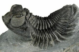 Bug-Eyed Coltraneia Trilobite Fossil - Ofaten, Morocco #352679