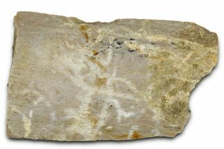 Fossil Tyrannosaur (T rex) Bone Section - Wyoming #352734