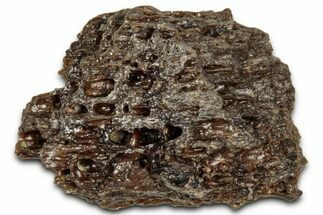 Fossil Tyrannosaur (T rex) Bone Section - Wyoming #352736