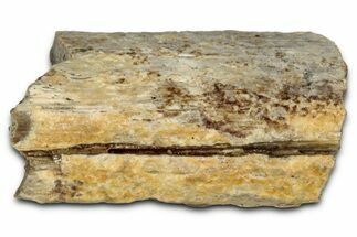 Fossil Tyrannosaur (T rex) Bone Section - Wyoming #352742