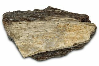 Fossil Tyrannosaur (T rex) Bone Section - Wyoming #352755