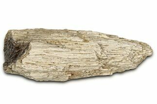 Fossil Tyrannosaur (T rex) Bone Section - Wyoming #352765
