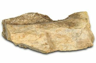 Fossil Tyrannosaur (T rex) Bone Section - Wyoming #352766