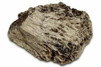 Fossil Tyrannosaur (T rex) Bone Section - Wyoming #352771