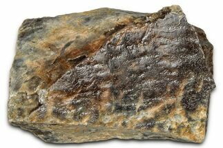 Fossil Tyrannosaur (T rex) Bone Section - Wyoming #352772