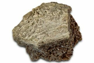 Fossil Tyrannosaur (T rex) Bone Section - Wyoming #352781