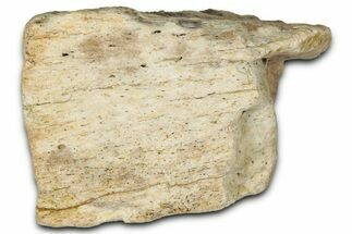 Fossil Tyrannosaur (T rex) Bone Section - Wyoming #352819