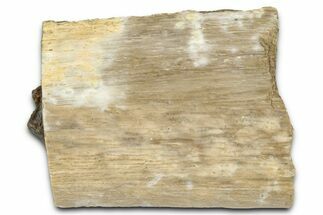 Fossil Tyrannosaur (T rex) Bone Section - Wyoming #352826