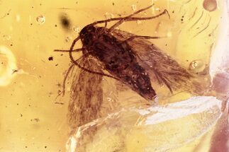 Detailed Fossil Moth (Lepidoptera) in Baltic Amber #352732