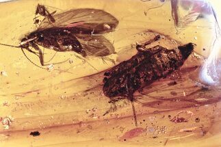 Detailed Fossil Planthopper and Caddisfly In Baltic Amber #352806