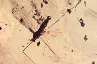 Detailed Fossil Crane Fly and Springtail in Baltic Amber #352776
