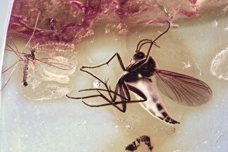 Detailed Fossil Fungus Gnat and Gall Midge in Baltic Amber #352777
